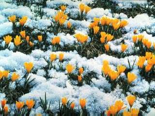SPRING (21816 bytes)
