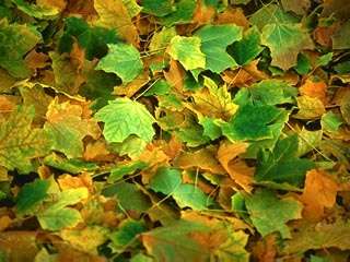 AUTUMN (19315 bytes)